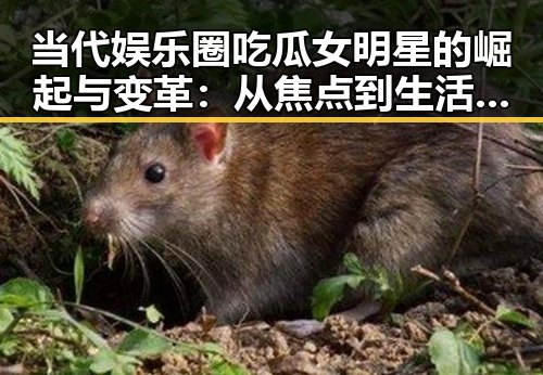 当代娱乐圈吃瓜女明星的崛起与变革：从焦点到生活平衡